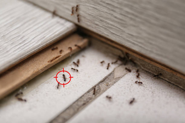 Professional Pest Control in Baton Rouge, LA