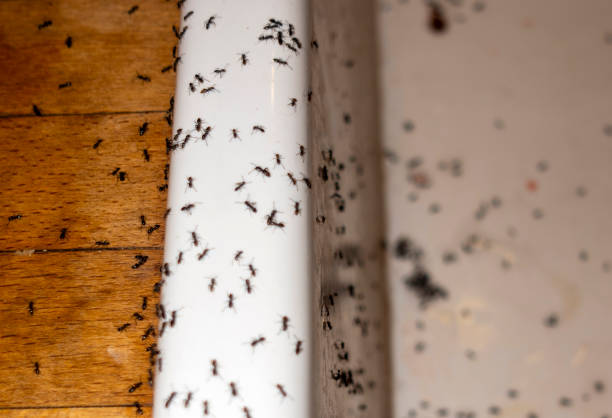Best Local Pest Control Services  in Baton Rouge, LA