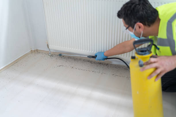 Wasp Removal Services in Baton Rouge, LA